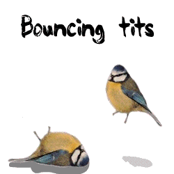 bouncing tits.gif